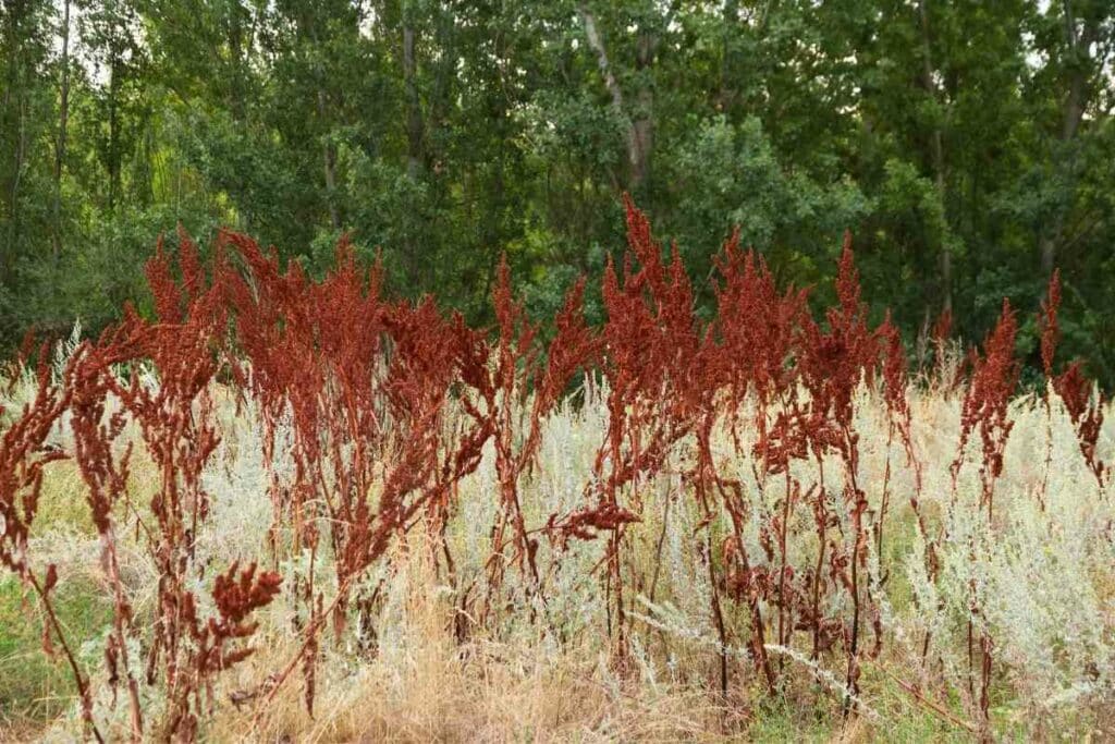 Curly Dock weed in New England