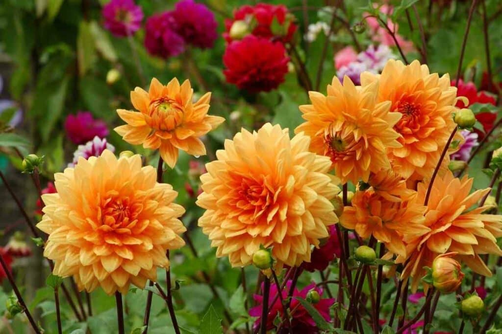 Orange Dahlia