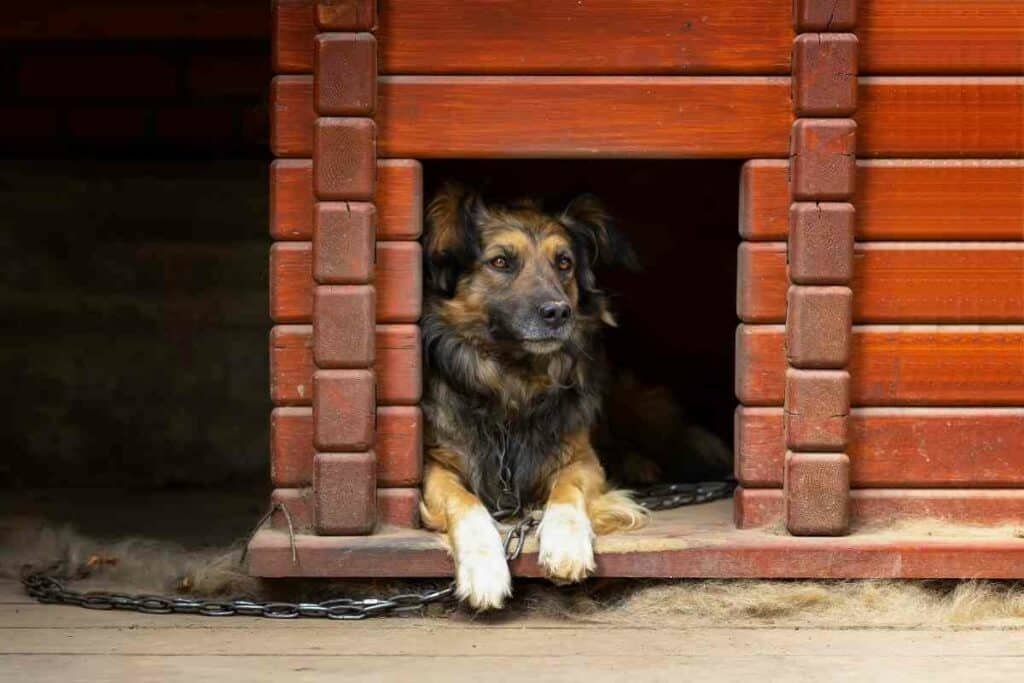 Deck dog house