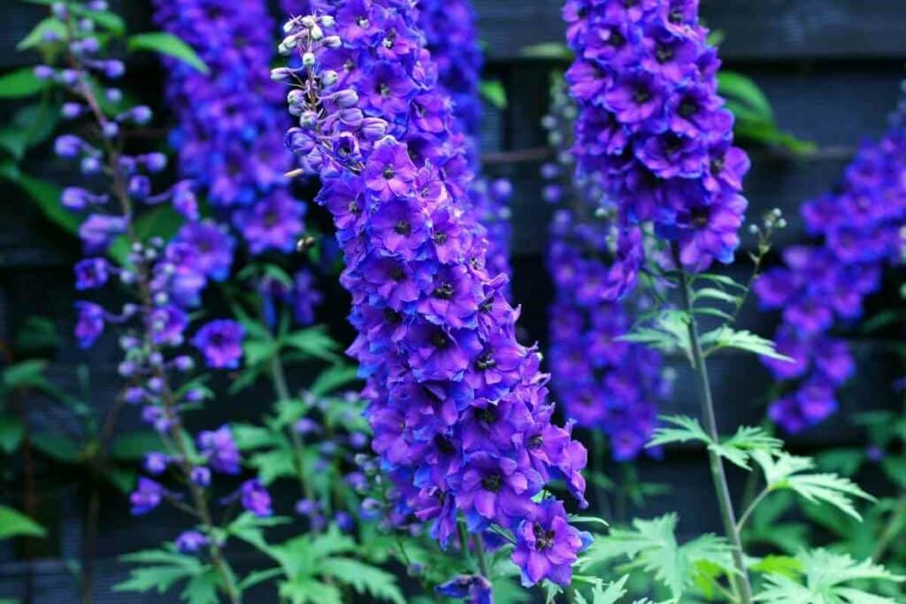 Delphinium pests