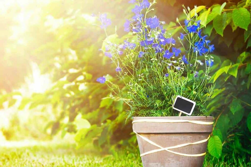 Delphinium in a pot