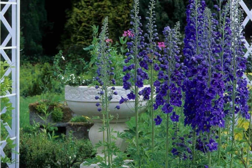 Delphinium flower in a garden