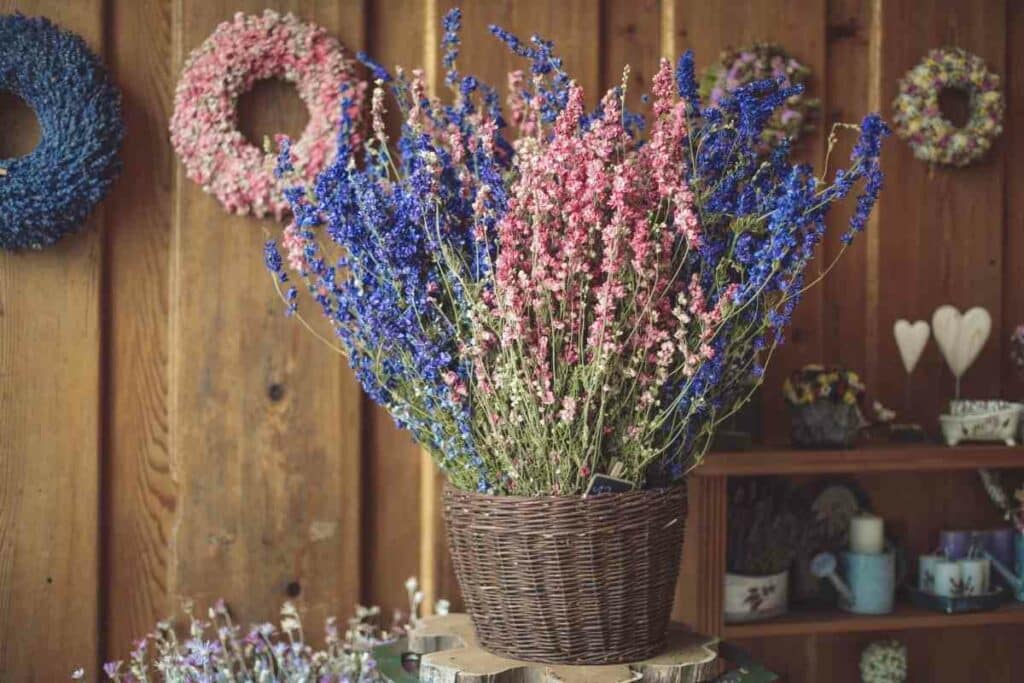 Delphinium indoors