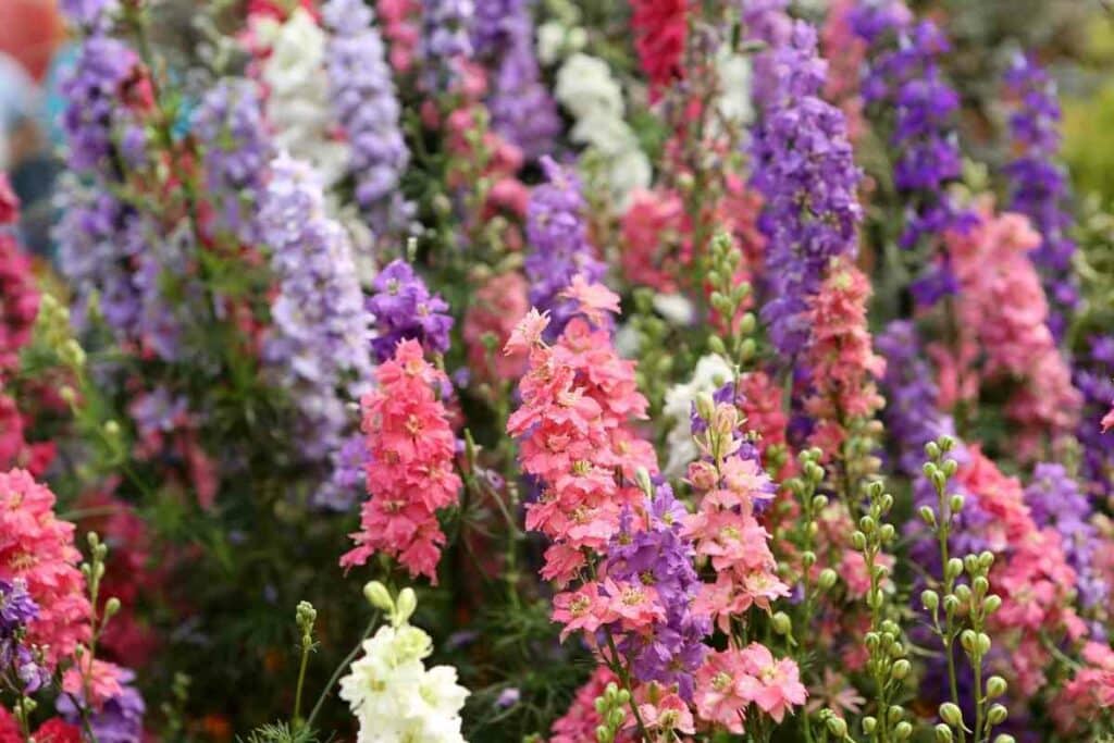 All about pink Delphinium