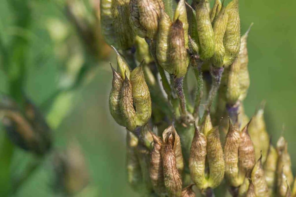 Delphinium seed