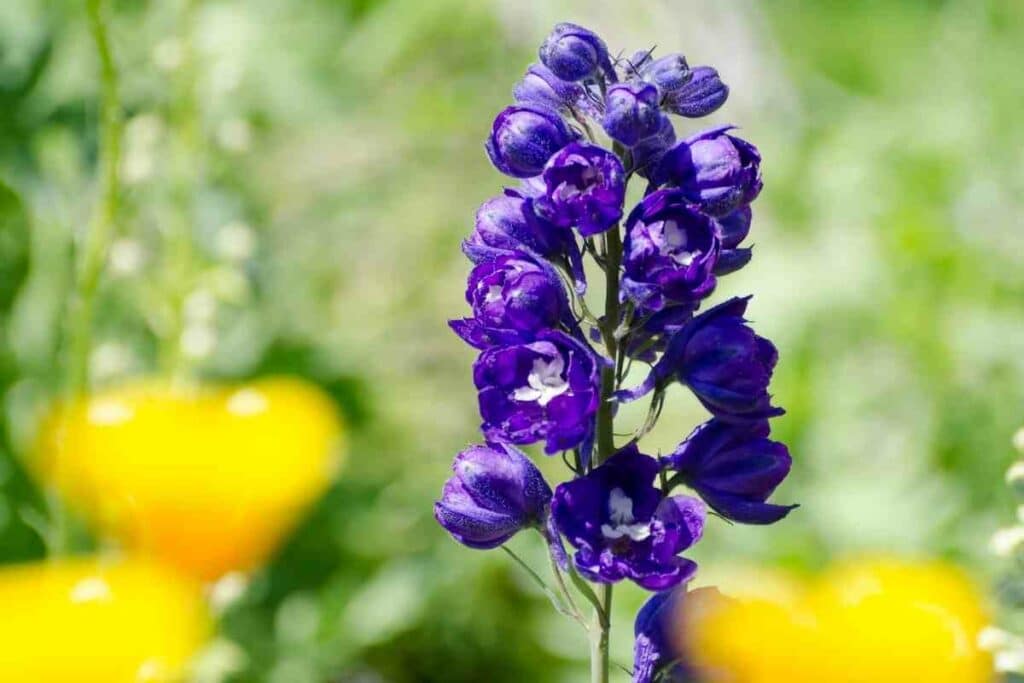 Purple Delphiniums flower in backyard