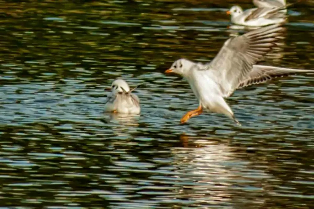 NEW BIRD SCARER Seagull CROW Hawk PIR Sensor PEST REPELLER Heron DETERRENT Pond 