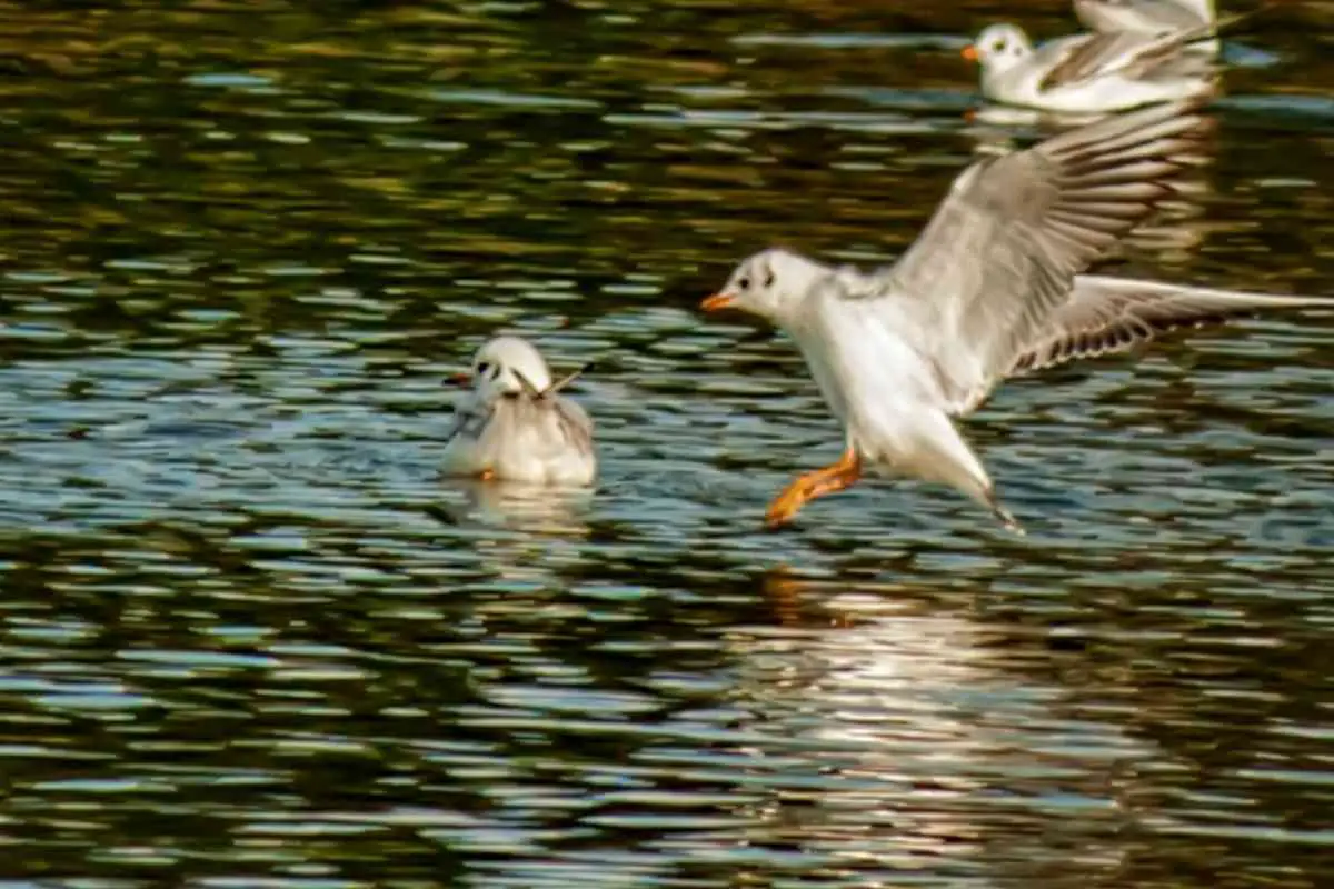 Do Seagulls Take Fish From Garden Ponds? Protect Your Fish From Seagulls
