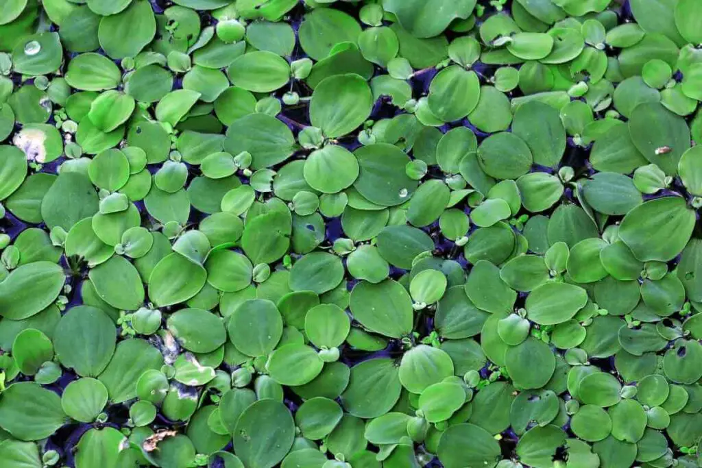 Duckweed plant in a pond