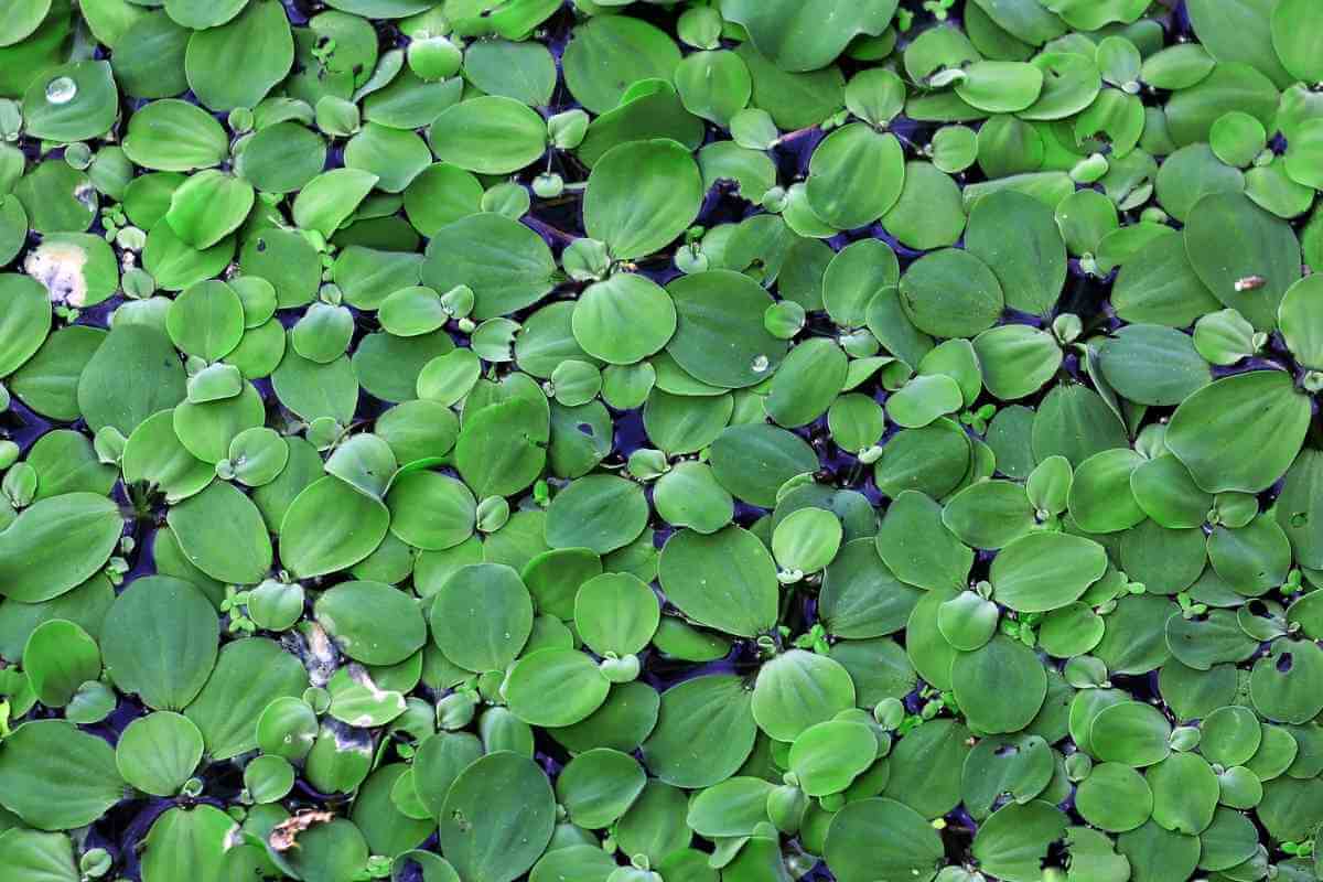 How Do Pond Plants Get Nutrients? - Gardenia Organic