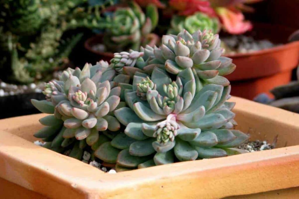 Echeveria Amoena small succulent in a pot