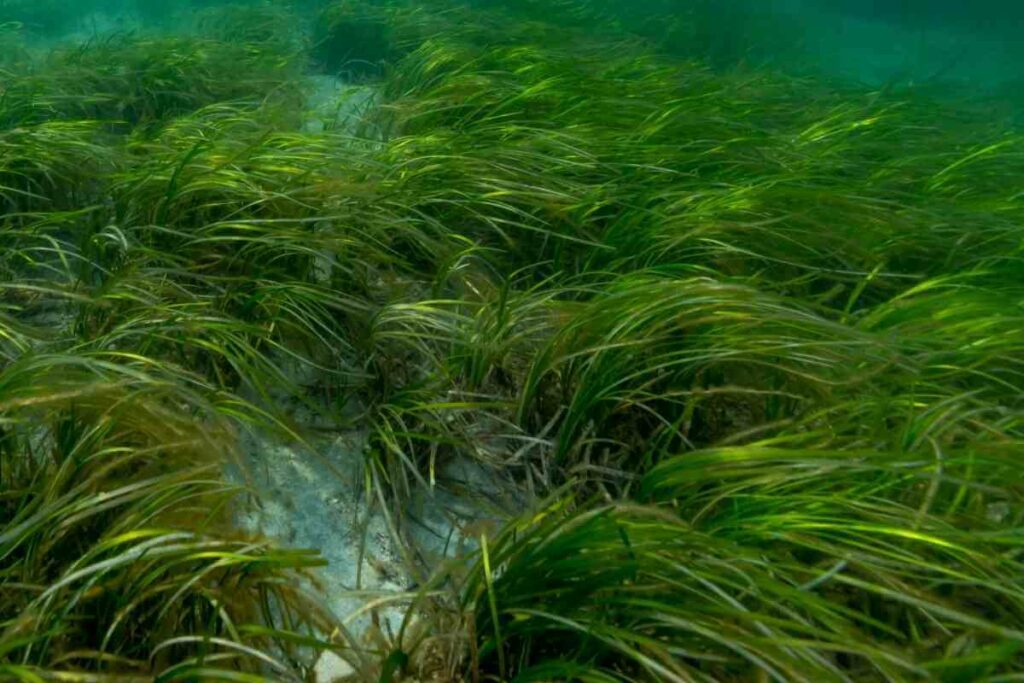 Eelgrass in a pond