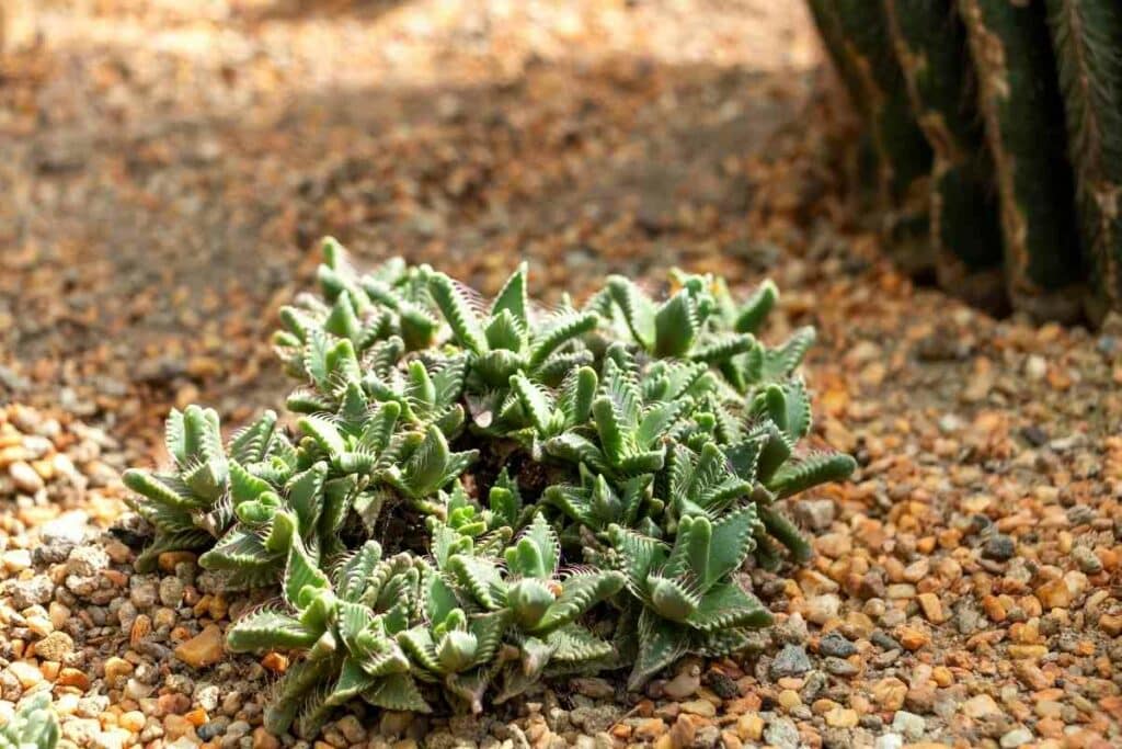 Tiger’s Jaw plant