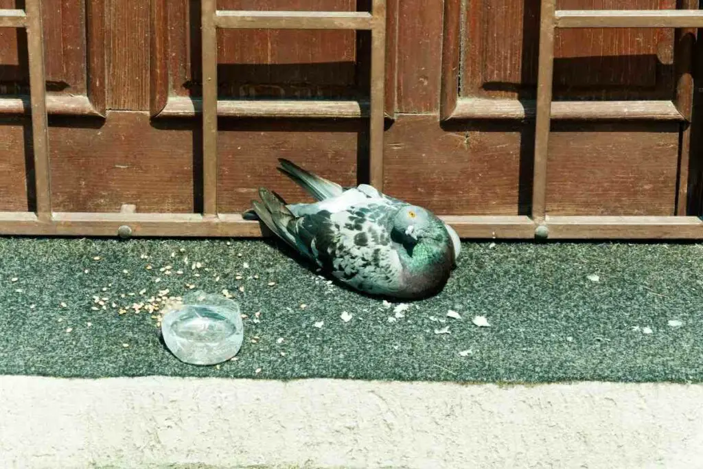 Feeding injured pigeon tips