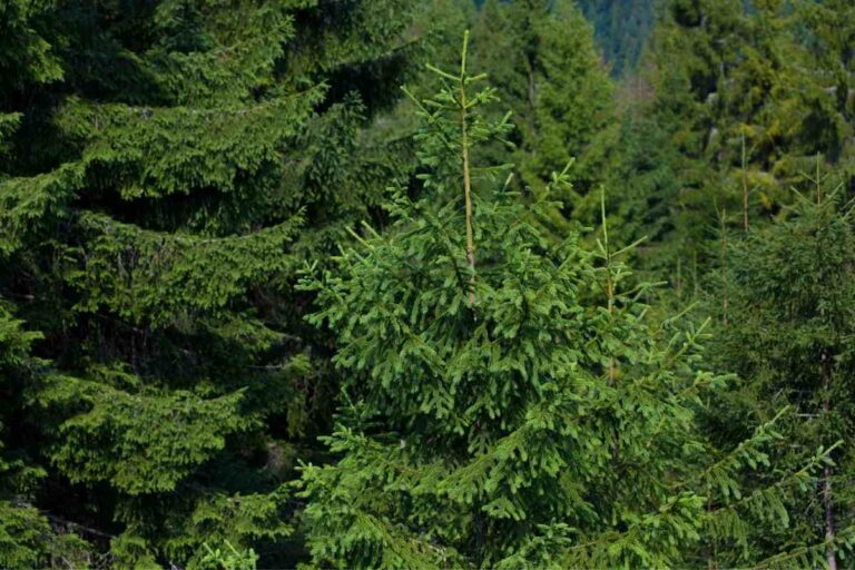 7 Fast Growing Sound Barrier Trees (Noise Reducing Trees) Gardenia