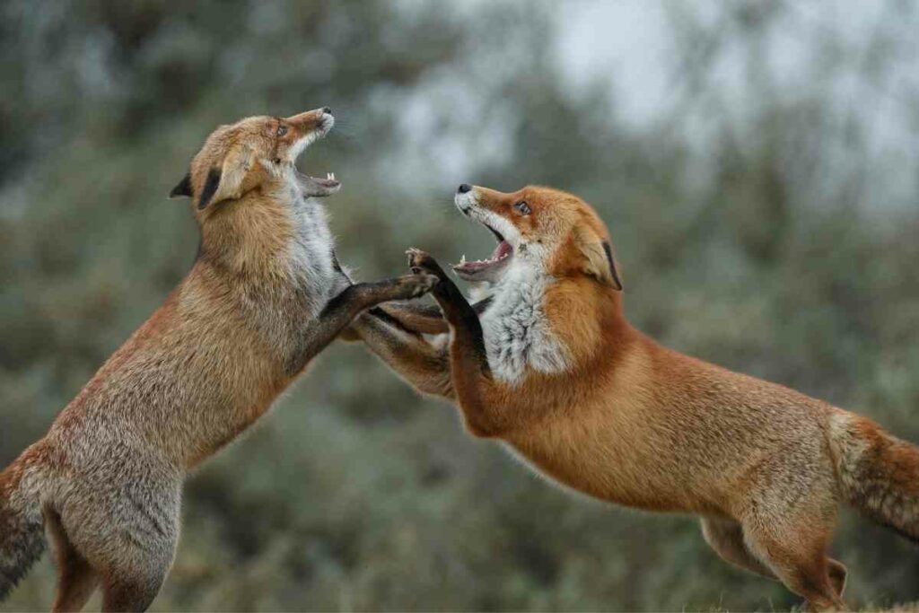 Fox fighting for food