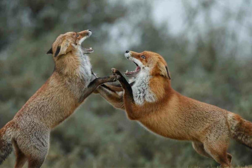 Fox fighting for food