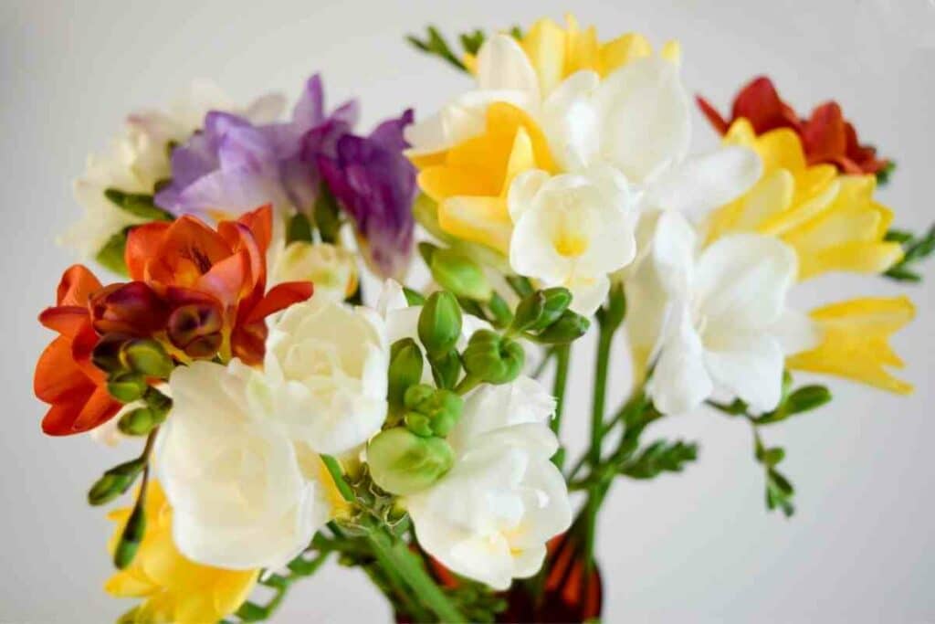 Freesia bouquet