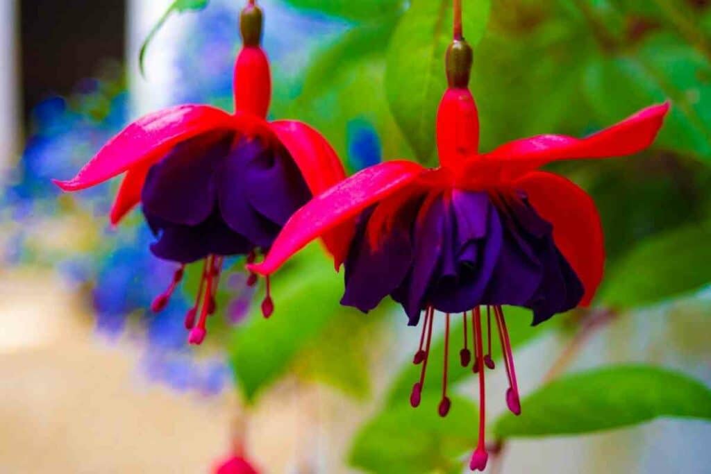 Fuschia purple red