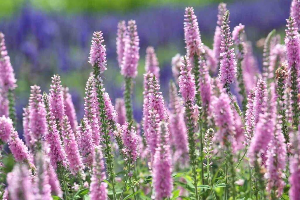 Garden Speedwell purple