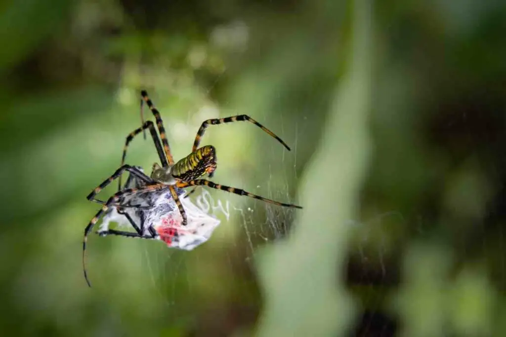 Garden spider eats Spotted lanternfly