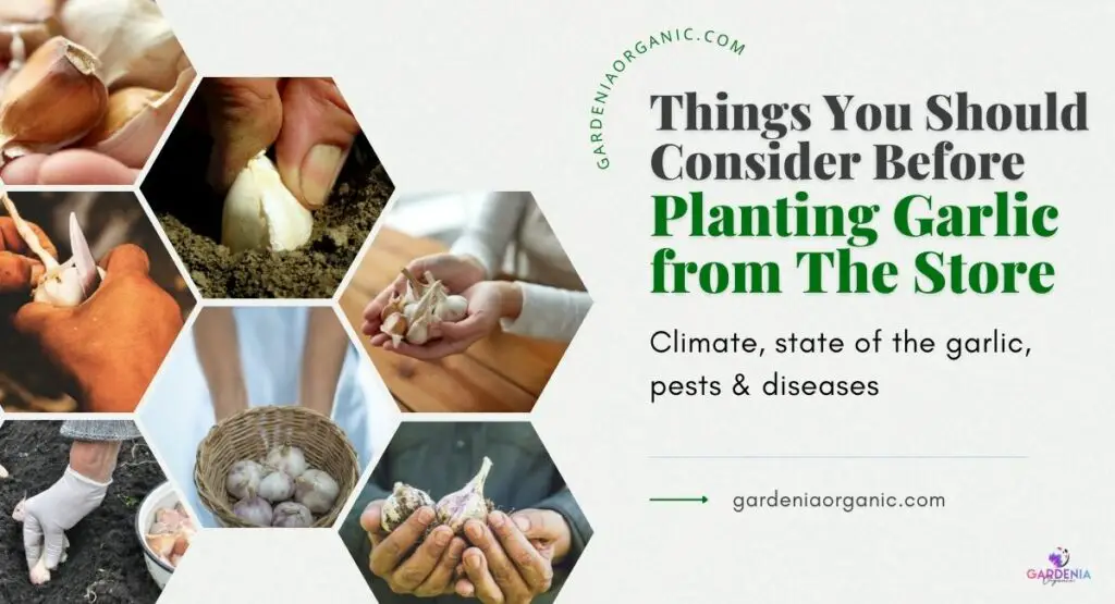 Things You Should Consider Before Planting Garlic from The Store