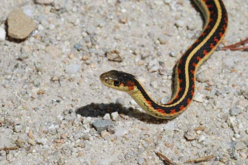 Garter snake hunting