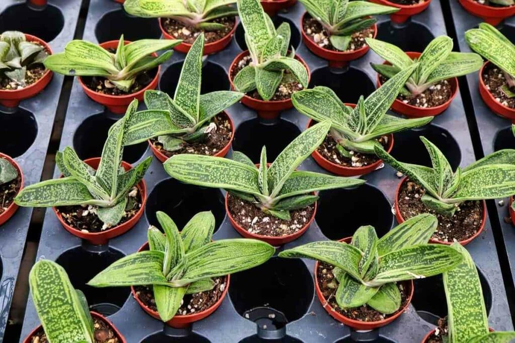 Gasteria Little Warty small succulent in a pot