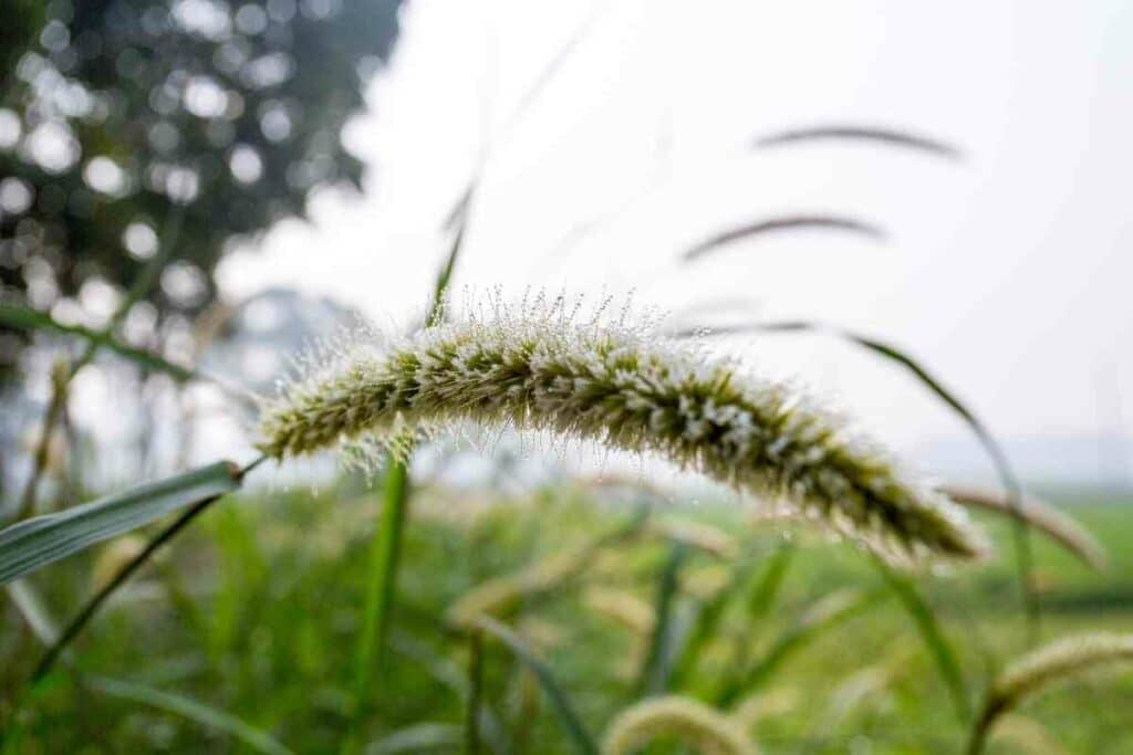 Giant Foxtail weed in New England