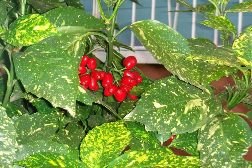 Indoor gold Dust plants red berries