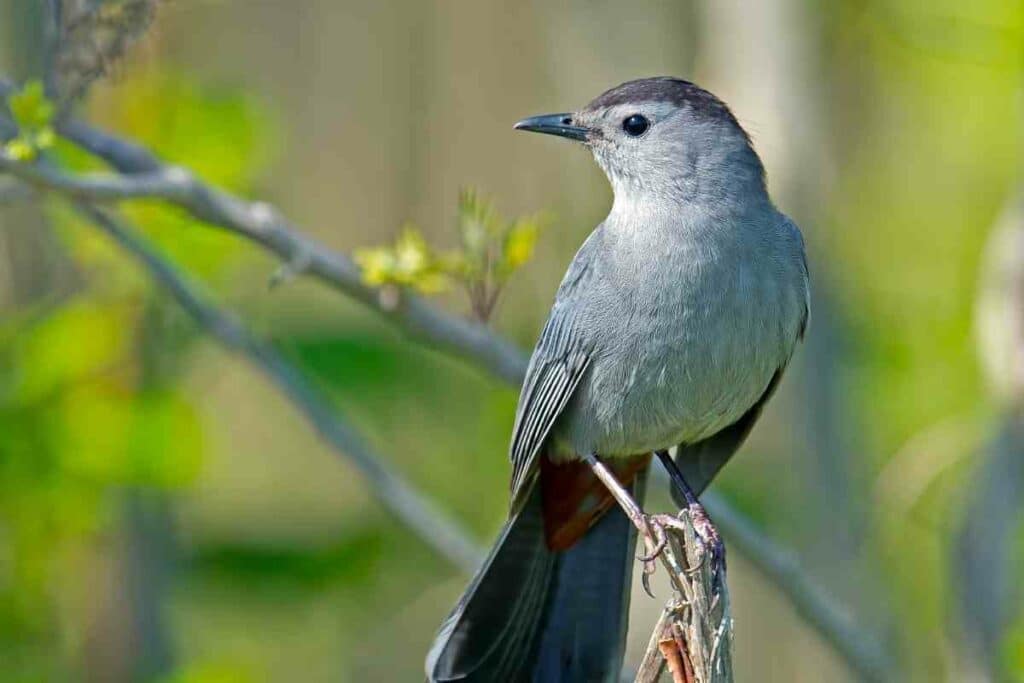 Gray Catbird on a tree