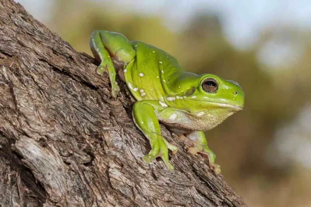 Green tree frog on a tree