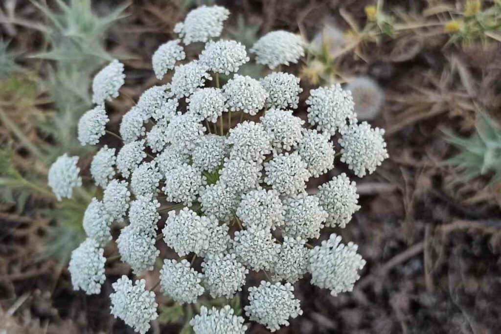 Ground Elder weed in New England