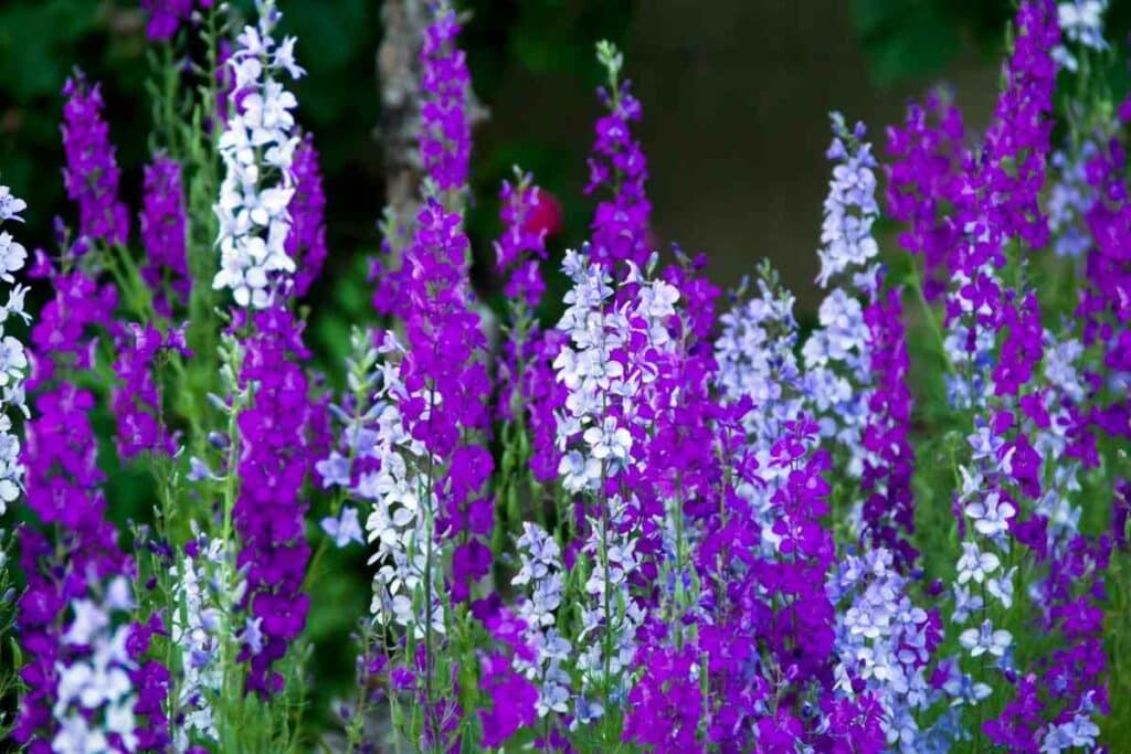 Growing delphiniums plants