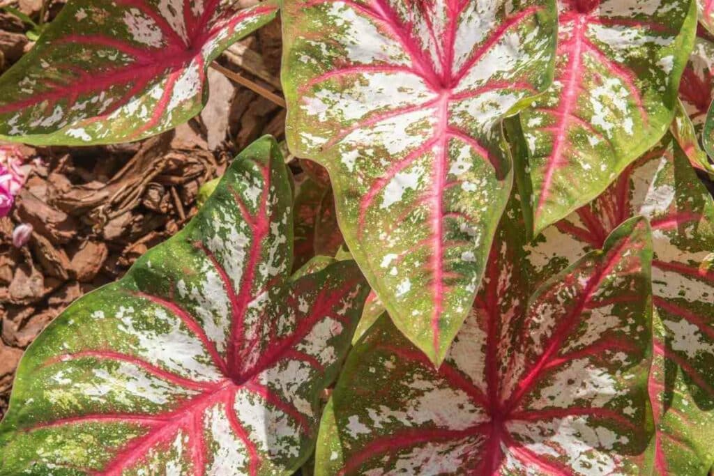 Heart of Jesus plant leaves pot