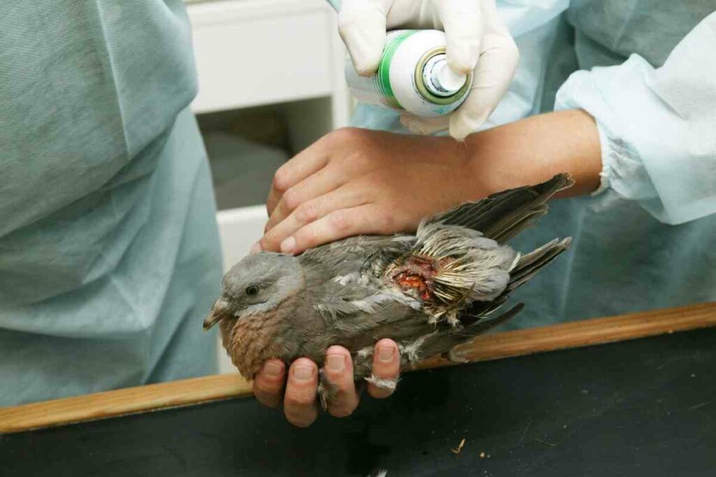Helping injured pigeon guide