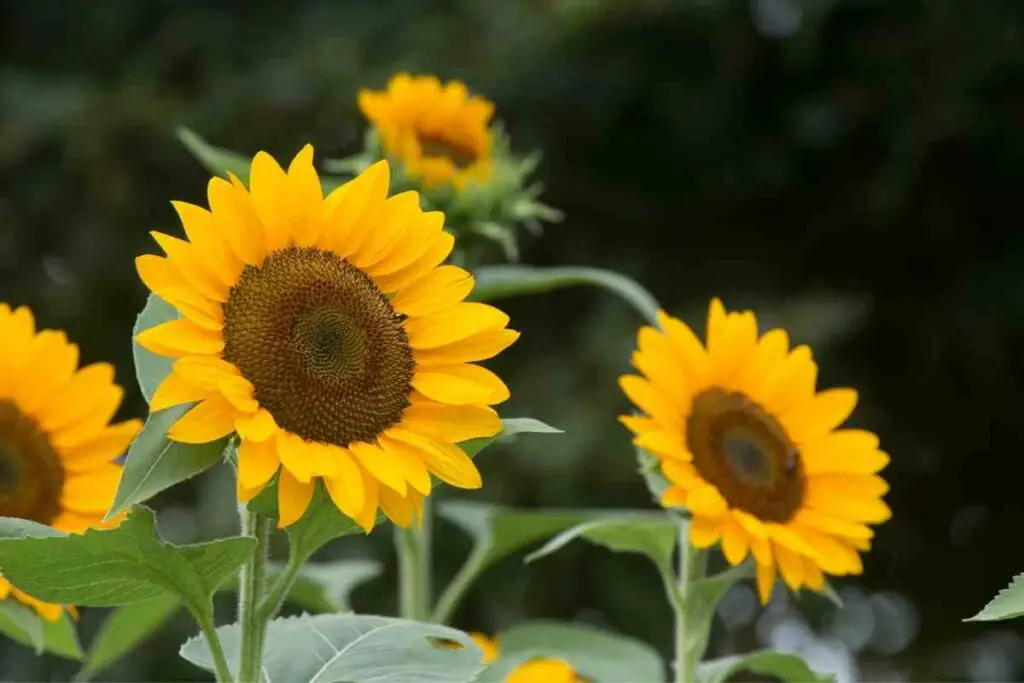 Himawari Sunflowers Japanese