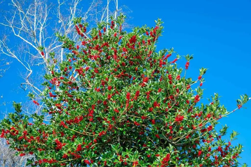 Holly fast growing tree