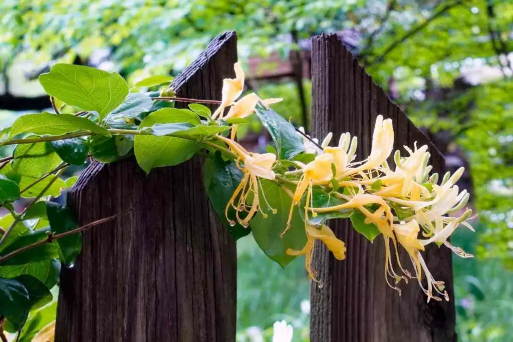 Honeysuckle Vine climbing wooden fence