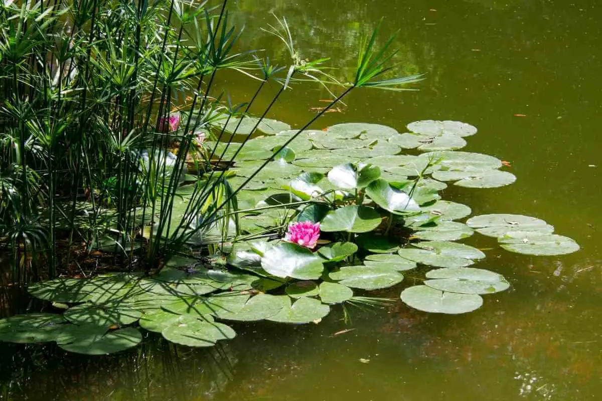 How Do Pond Plants Get Nutrients?