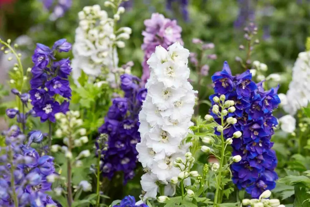 How to Grow Delphiniums guide