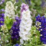 How to Grow Delphiniums guide