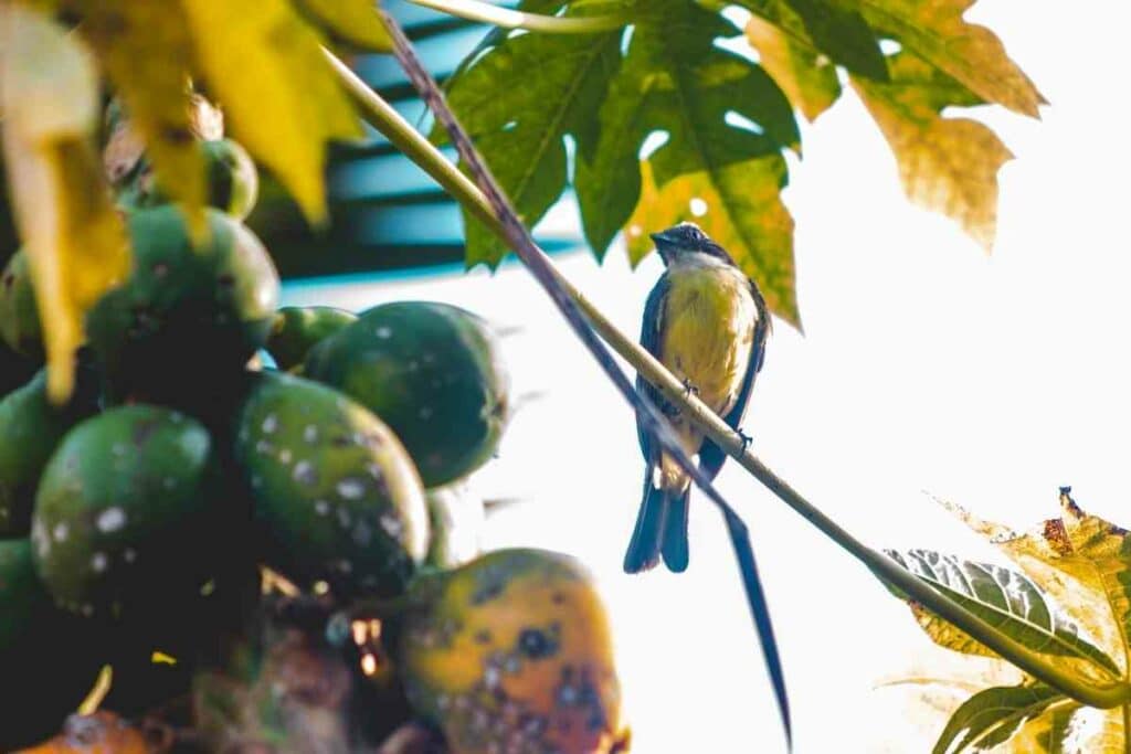 Ways to Protect Fruit Trees from Birds