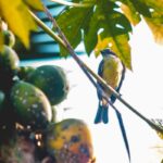 Ways to Protect Fruit Trees from Birds