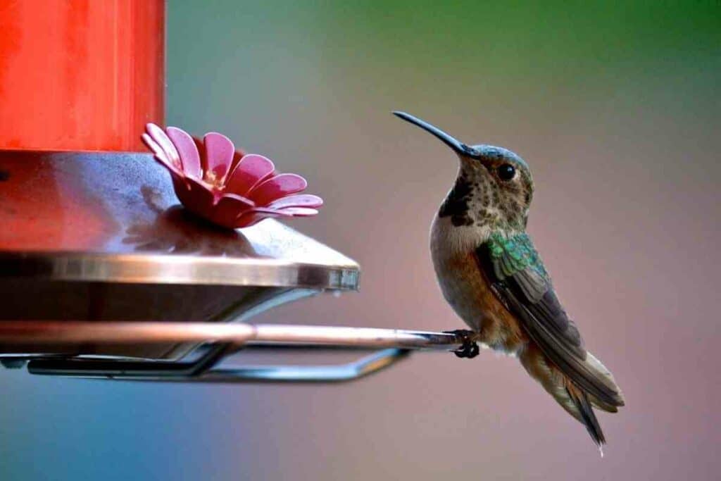 Hummingbird feeder