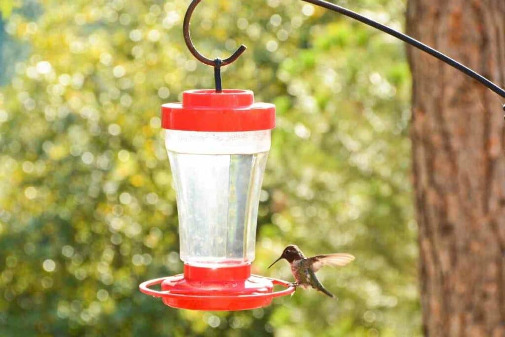 Hummingbird feeder in a backyard