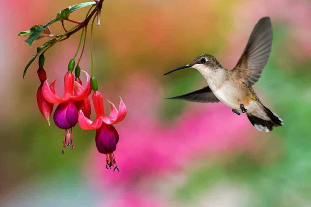 Hummingbird flying around flower