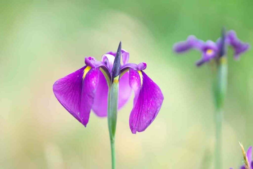 The Importance Of Flowers In Japanese Culture