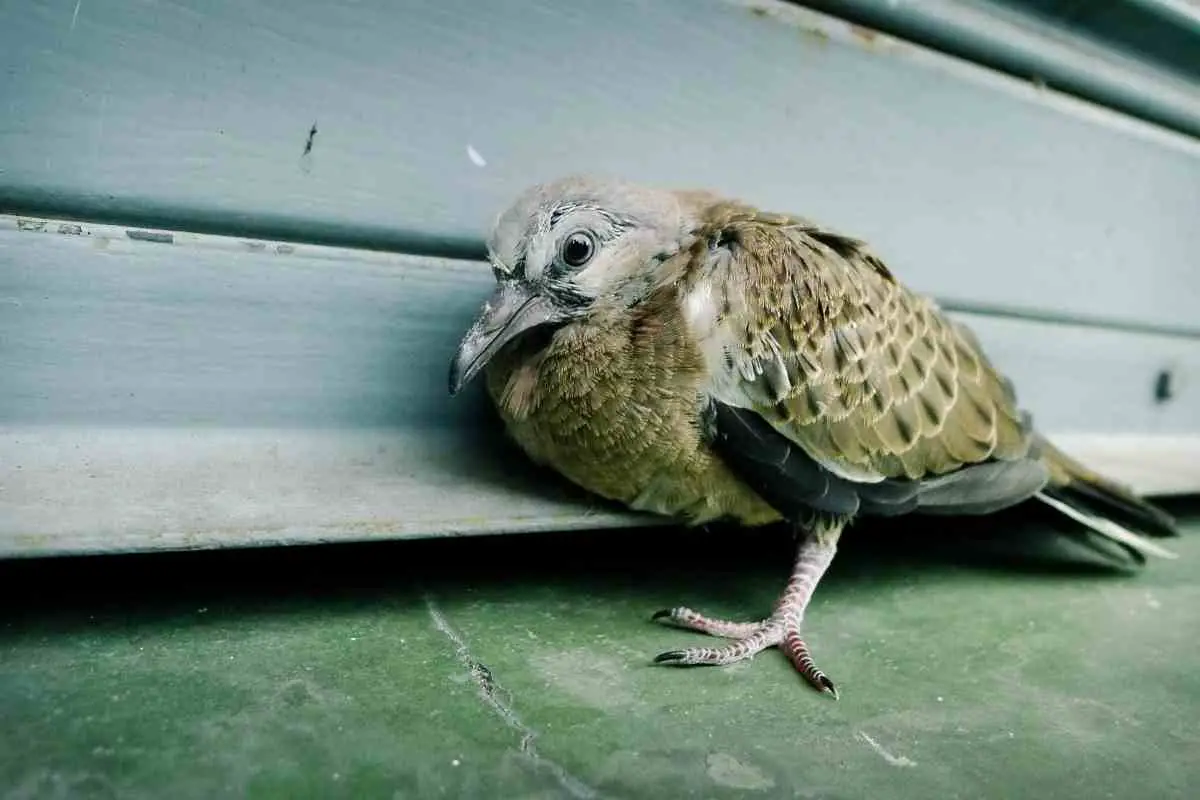 what-to-do-with-an-injured-pigeon-in-your-backyard-gardenia-organic