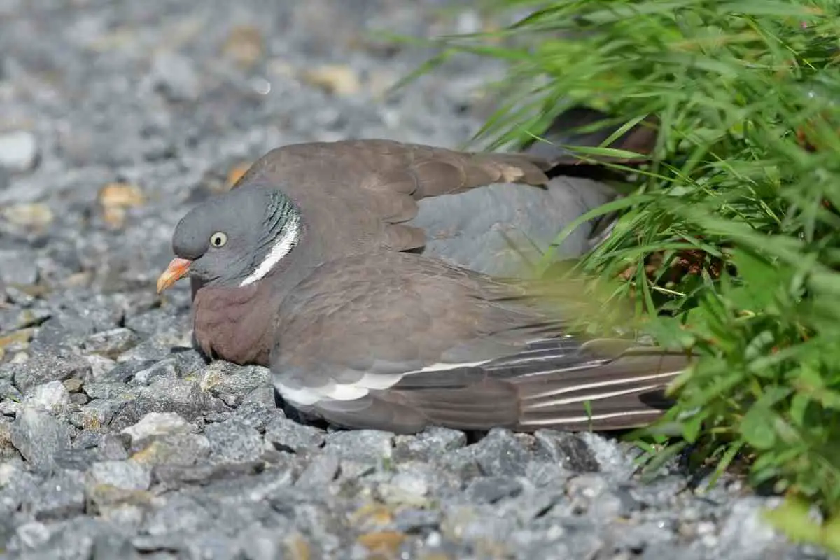 What to Do with an Injured Pigeon in Your Backyard?